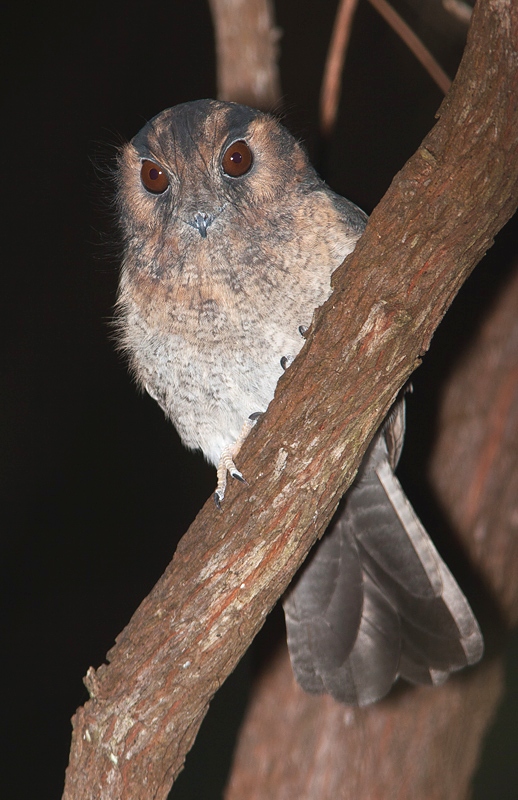 Australian Owletnightjar BIRDS in BACKYARDS